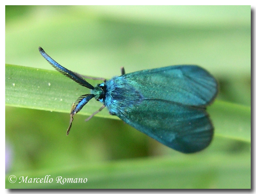  un piccolo bruco di Zygaena?